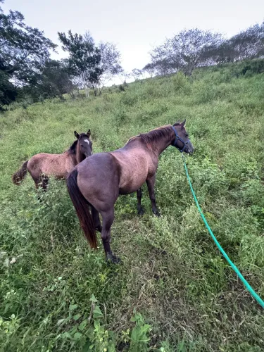 Égua Quarto de Milha