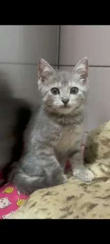 Vendo British machinho docio brincalhão pagamentos retirada na loja Americanópolis