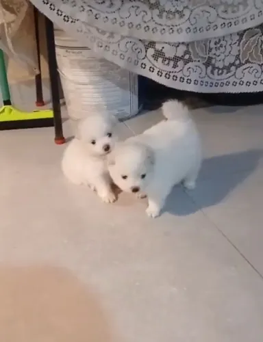 Filhotes de Spitz-alemão porte pequeno. 