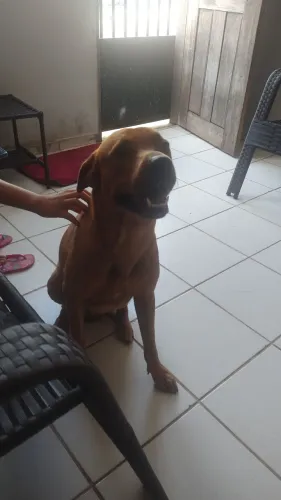 Estou doando um cachorro de raça poste grande 