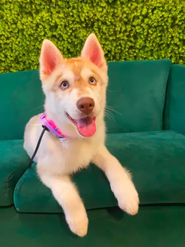 FIlhote Husky Siberiano 5 meses