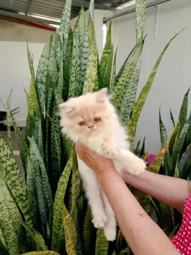 Filhote macho gato Persa.