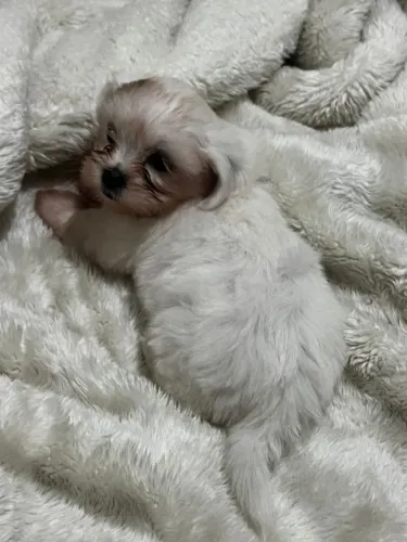 Filhote Lhasa apso