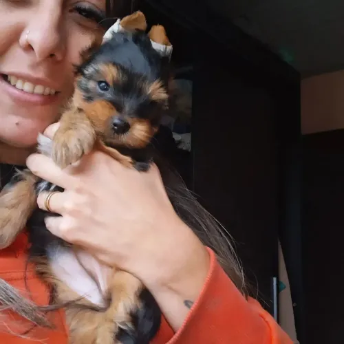 Yorkshire Terrier fêmea