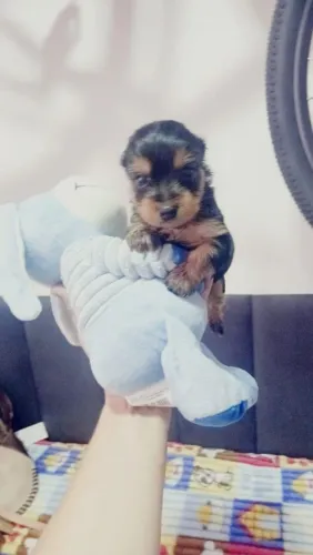 Lindo machinho micro de Yorkshire