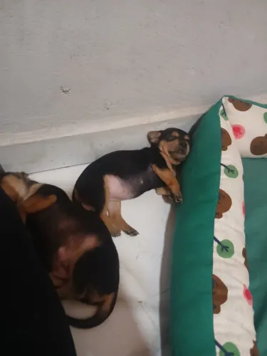 Pinscher 0 macho