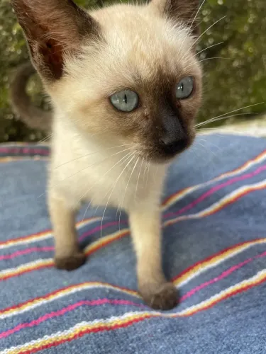 Gatos fêmeas 