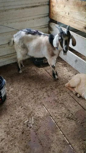 Bode Boer puro 