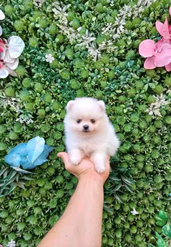 Spitz Alemão Anão Macho Promoção 