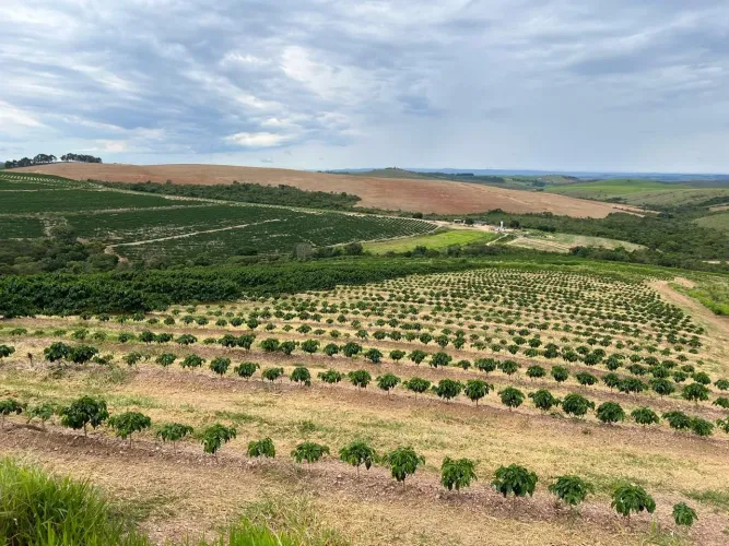 Fazenda de café, na região de Capitólio 207 hectares -Altitude acima de 900 , com 400 mil