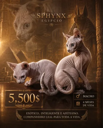 Lindo filhote de Sphynx Elf disponível
