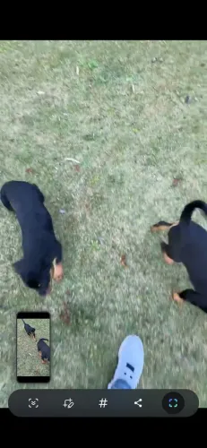 Cachorro