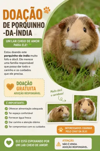 Porquinhos da índia