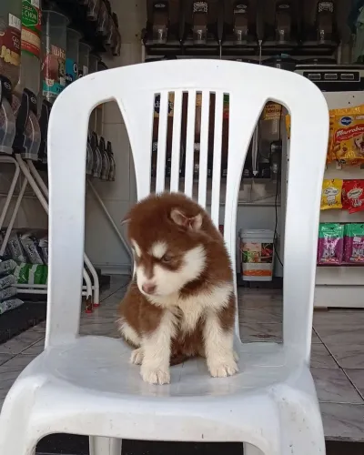 Husky siberiano fêmea disponíveis