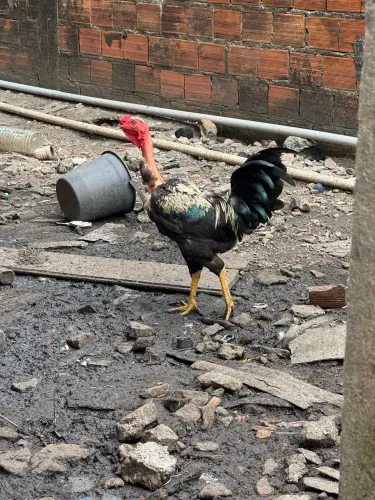 Galos polacos