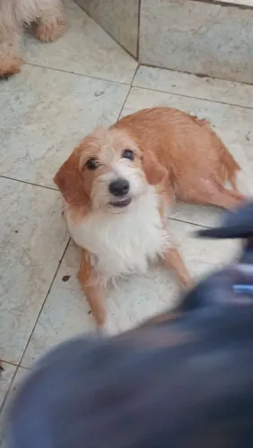 Cadela para adoção