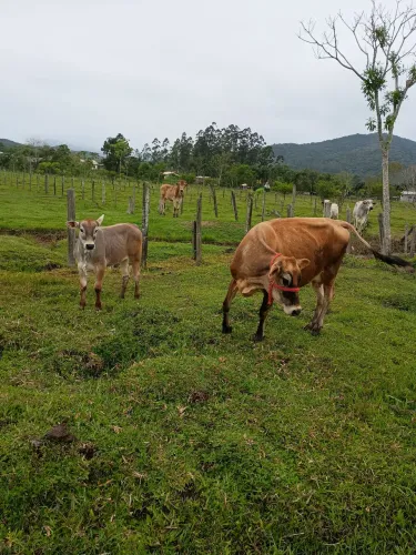 Vendo vaca e novilho