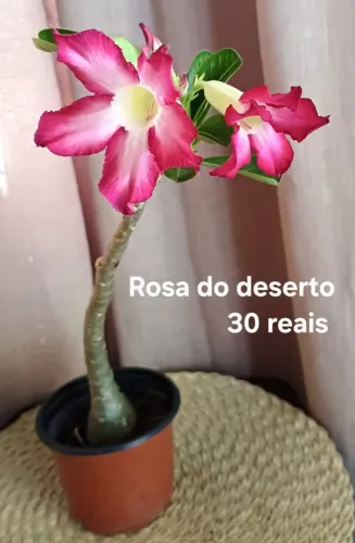 Rosa do deserto