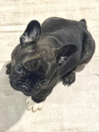 ÚLTIMO MACHINHO DE BULLDOG FRANCÊS DISPONÍVEL