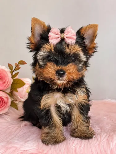 York terrier fêmea vacinada venha garantir a sua