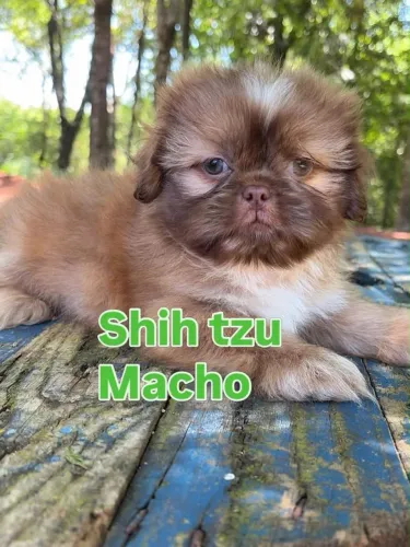 Shihtzu Macho