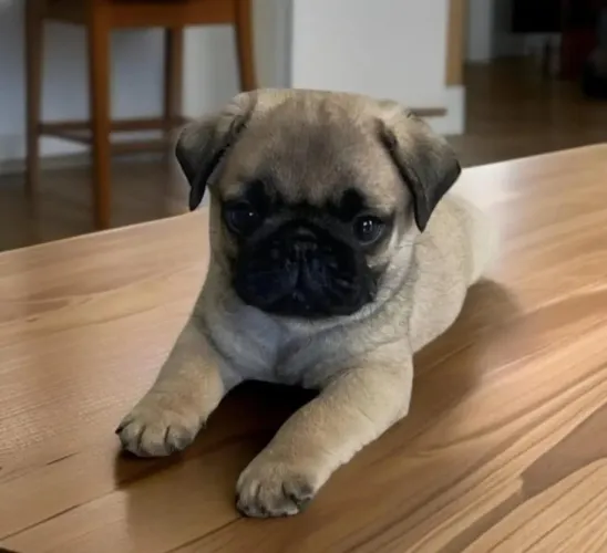 Pug filhote selecionado pronto hoje