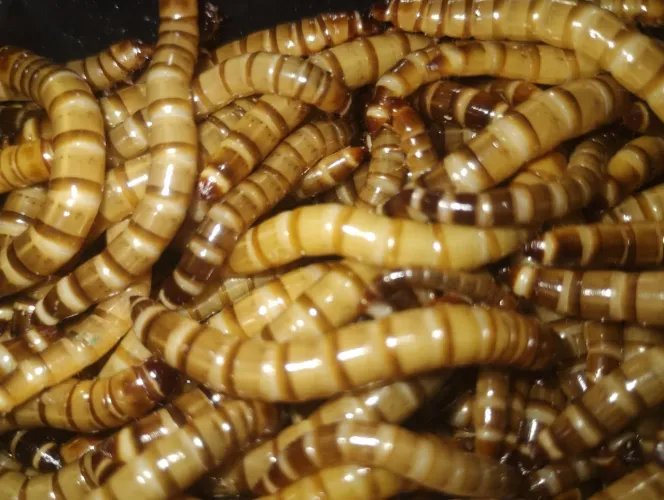 Proteína Viva