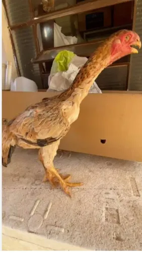 Franga asill bico curto