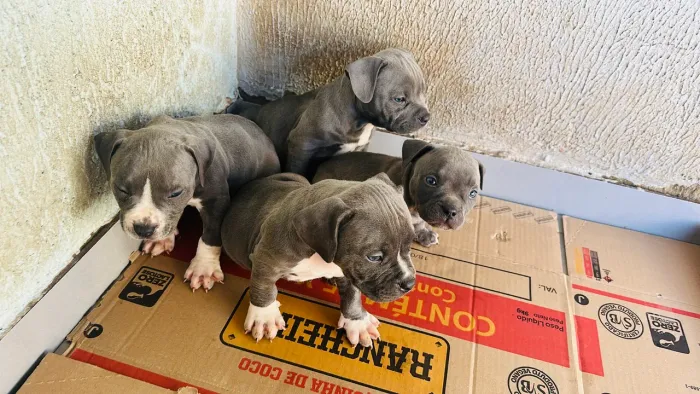 American bully filhotes