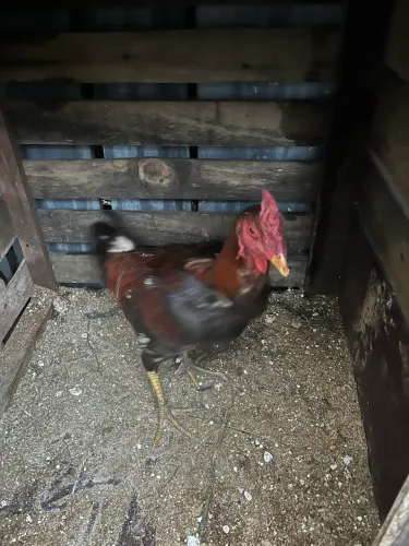 Galo índio cartola