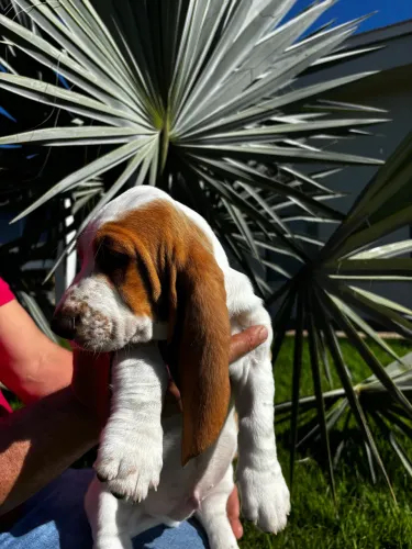 Lindos filhotes de Basset Hound