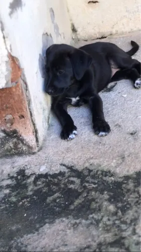 Cachorro