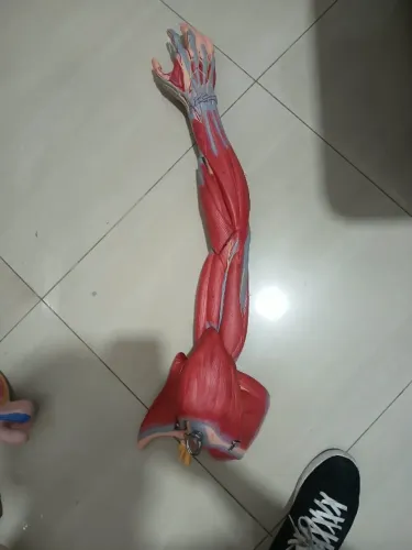 Modelo Anatômico da Musculatura do Membro Superior (Braço Completo) Tamanho Natural