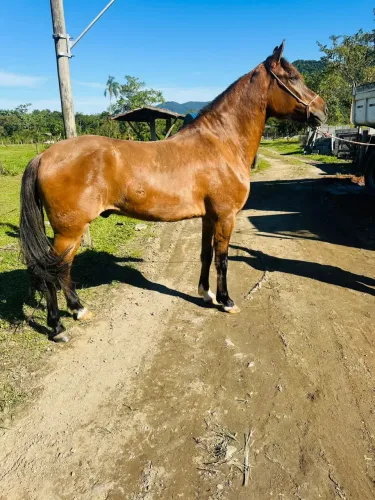 Cavalo vitorioso 5 anos marcha batida