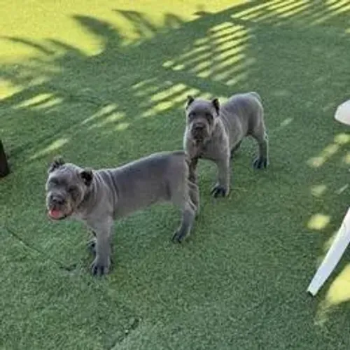 Cane Corso,Cane Corso Filhote Vacinado e Vermifugado