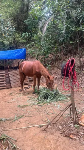Cavalo