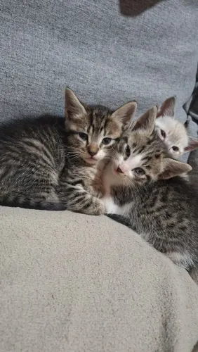 Gatinhos para Adoção