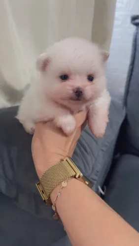 Cachorro