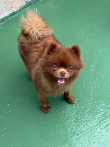 Spitz alemão
