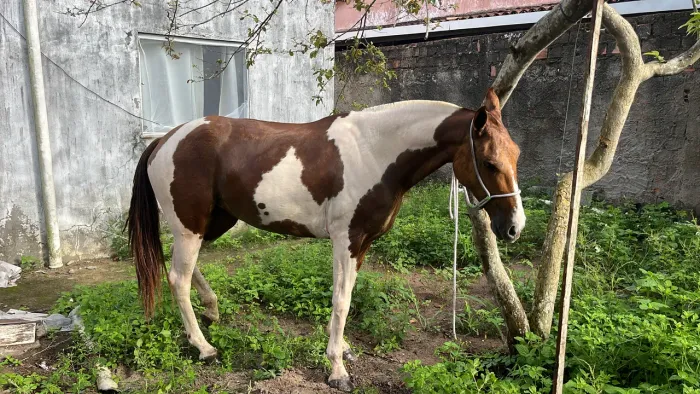 Égua mangolina