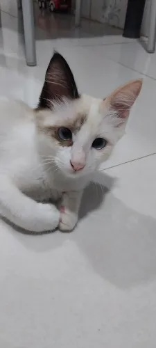 Gata