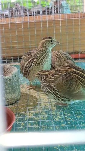 Codornas japonicas em postura