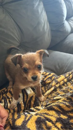 filhote