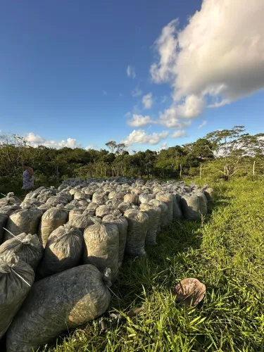 Silo de milho de altíssima qualidade!