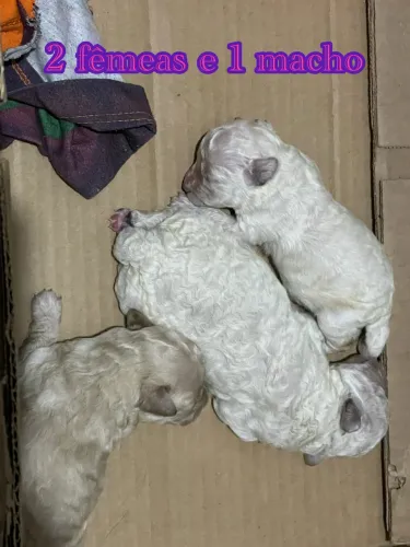 Vendo poodle