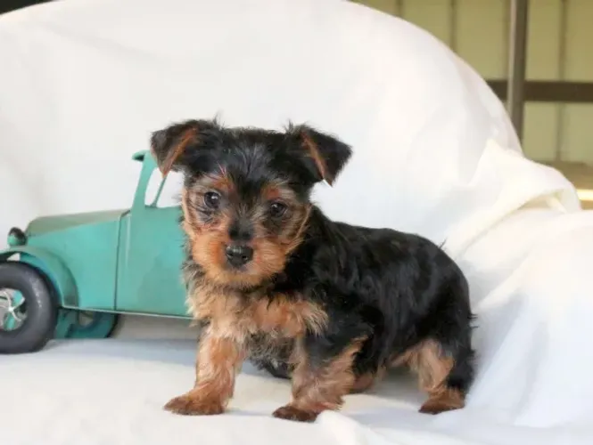 Yorkshire Terrier,Yorkshire Terrier Filhote Vacinado e Vermifugado