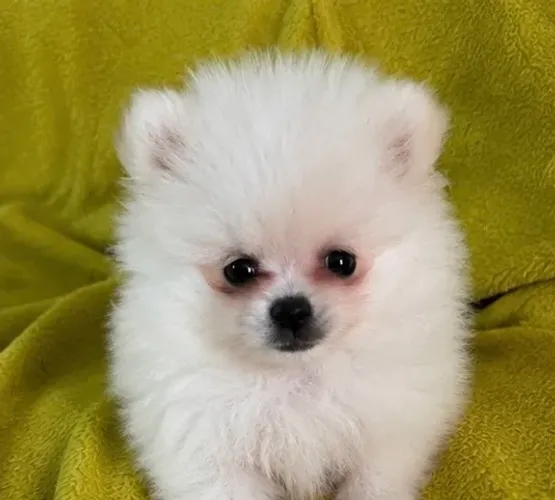 Lulu da Pomerânia Fêmea Branca Mini