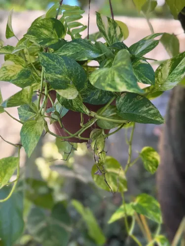 Vendo planta Jiboia