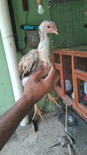 Casal de Frango Shamo Taritori