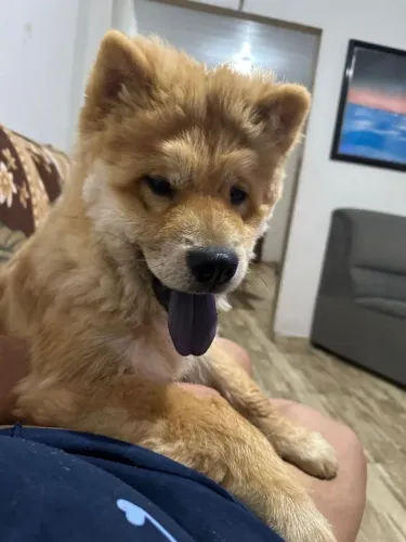 Chow Chow de 5 meses 600 reais